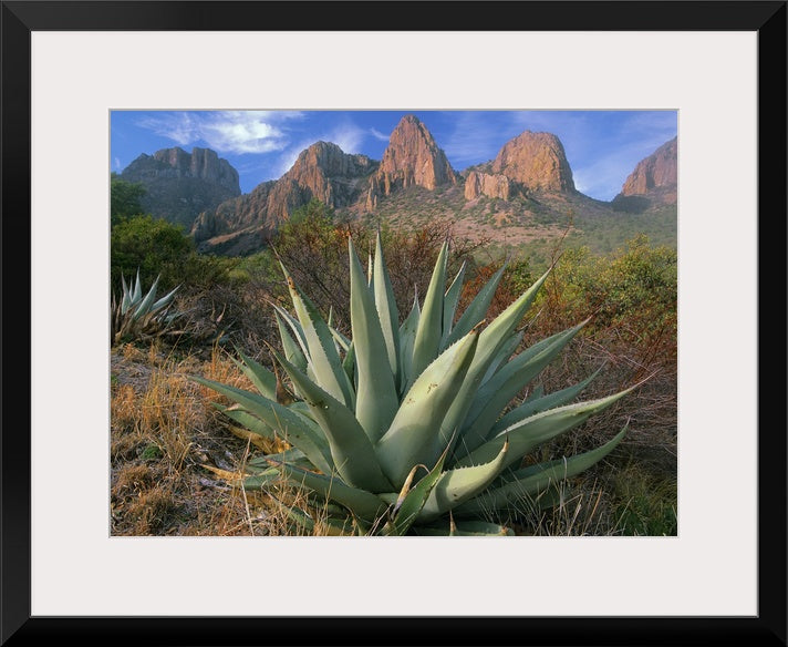 Chisos Agave and the Chisos Mountains Wall Art